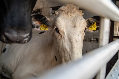 Krávy v transportu na odpočívadle v Turecku - Nevinné oběti